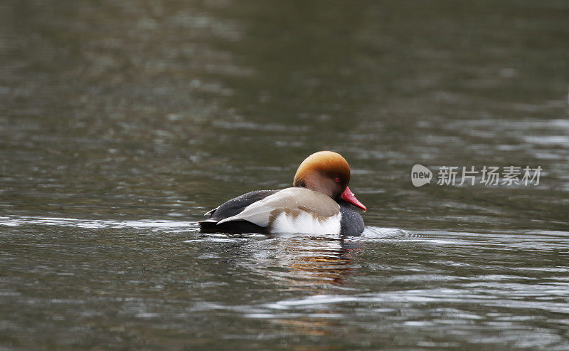 红冠鸭(Netta rufina)雄性